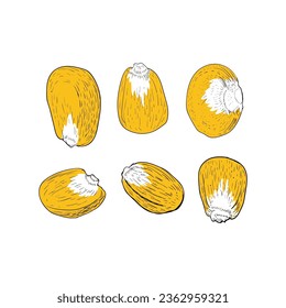 Vintage Retro Engraving Sketch Hand Drawn Corn Kernels Seed for Farm Product Illustration Vector