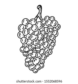 Vintage retro grape bunch vine with leaves isolated vector illustration on a white background. Design element for logo, badge, tattoo, banner, poster.