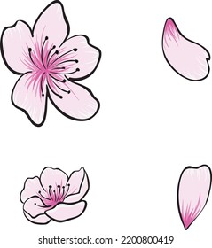 Vintage Retro Hipster Tattoo Style Pink Sakura Cherry Blossoms and Petals Vector Digital Art Print Design.