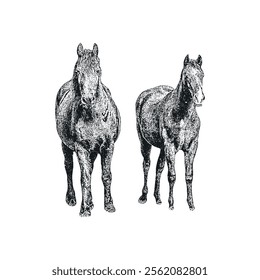 Vintage Retro Horses isolated on White Background. Distressed, hand drawn, grunge style. Vector Illustration.