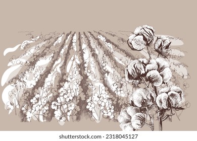 Vintage retro style illustration of cotton field