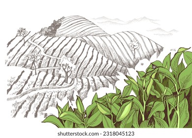 Vintage retro style image of green tea plantations