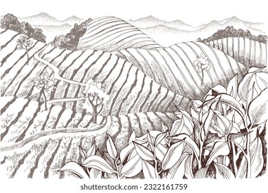 Vintage retro style image of green tea plantations