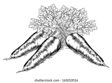 A Vintage Retro Woodcut Print Or Etching Style Carrots Illustration