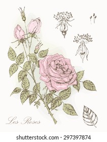 Vintage rose botanical illustration. Beauty floral card. Vector background