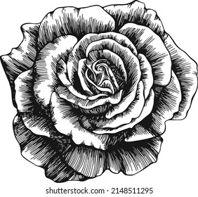 Vintage rose flower outline vector. Hand drawn illustration.