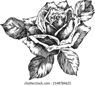 Vintage rose flower outline vector. Hand drawn illustration.