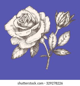 Vintage rose. Hand drawn vector illustration.