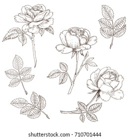 Vintage rose. Hand-drawn ink sketch.  Vector illustration. Design elements for the design of invitations, greeting cards, gift packaging.