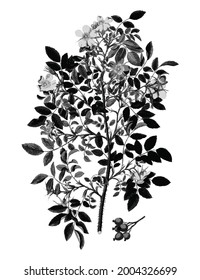 Vintage rose illustration Vintage shrub rose free download shutterstock perfect for fabrics, t-shirts, mugs, decals, pillows, logo, pattern and much more!