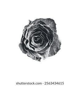 Vintage Rose on White Background. Distressed, hand drawn, grunge style flower. Vector Illustration.