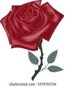 Vintage rose, realistic red rose vector eps10