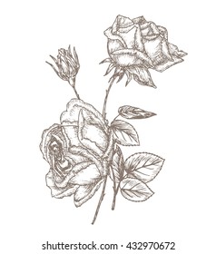 Vintage rose sketch card. Flower background. Hand drawn beautiful illustration. 