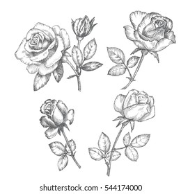 Vintage roses. Black and white graphics.