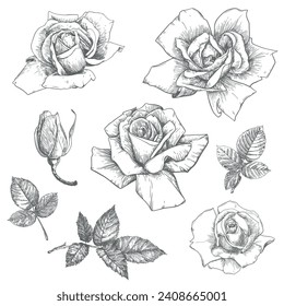 Rosas vintage, grabado floral. Plantas de estilo victoriano, dibujo de tinta. Esbozo de un tatuaje de estilo escolar blanco y negro. Ilustración vectorial botánica.