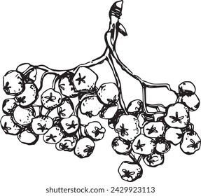 Vintage rowan, great design for any purposes. Hand drawn black illustration.