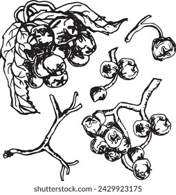 Vintage rowan, great design for any purposes. Hand drawn black illustration.