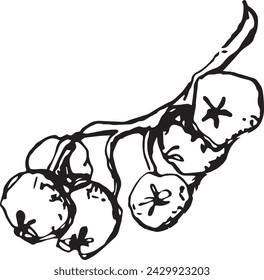Vintage rowan, great design for any purposes. Hand drawn black illustration.