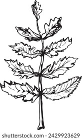 Vintage rowan, great design for any purposes. Hand drawn black illustration.