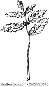 Vintage rowan, great design for any purposes. Hand drawn black illustration.
