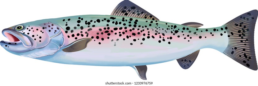 Vintage Salmon Fish. Vecrot Illustration.