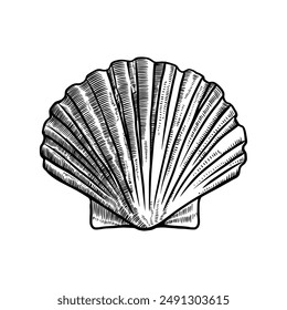 Vintage scallop seashell vector illustration in hand drawing sketch