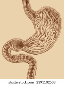 Vintage scientific illustration. Coronal slice, inside of stomach and bowels.