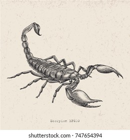 Vintage scorpion hand drawing