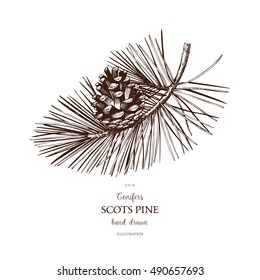 Vintage Scots Pine illustration. Hand drawn Pinus sketch on white background. Vector conifer tree.