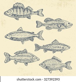 Vintage sea illustration. Hand drawn sketch vector illustration of different fish