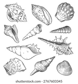 Vintage sea shells and snails etching set. Hand drawn vector illustration of various marine mollusk shells, nautilus, and spiral conches. Marine biology engraving collection.
