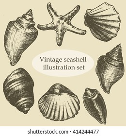 Vintage seashell illustration sketch draft set, isolated on sepia background. Vector illustration.
