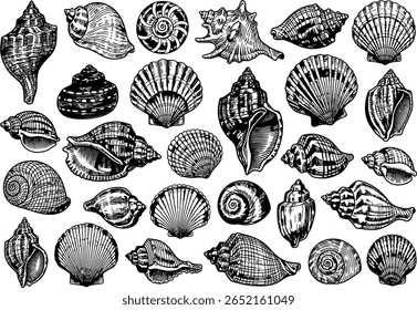Vintage Seashells Engraving Collection. Hand-drawn vector set of various conch and scallop shells in a detailed sketch style, isolated for nautical design.