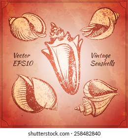 vintage seashells on the old paper vector illustration