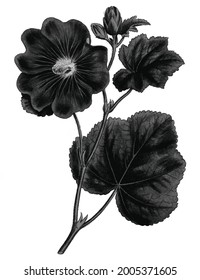 Vintage Seringapatam A Hollyhock (Alcea Rosea) plant design element Free download It`s perfect for fabrics, t-shirts, mugs, decals, pillows, logo, pattern and much more!
