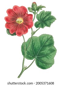 Vintage Seringapatam A Hollyhock (Alcea Rosea) plant design element Free download It`s perfect for fabrics, t-shirts, mugs, decals, pillows, logo, pattern and much more!