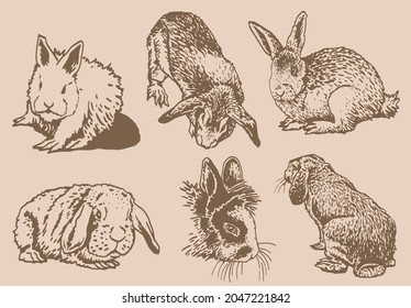 Vintage set of bunnies , sepia background