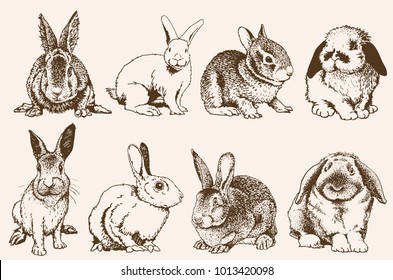 Vintage set of bunnies ,vector illustration