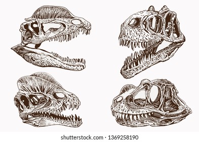 Vintage set of dinosaur skulls,graphical vector illustration