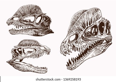 Vintage set of dinosaur skulls,graphical vector illustration