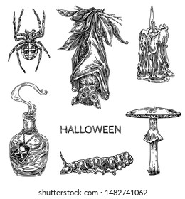 Vintage set elements for Halloween. Bat, Pale toadstool, candle, spider and caterpillar. Sketch. Engraving style. Vector illustration. 