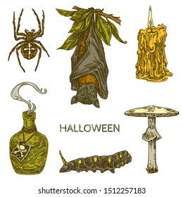 Vintage set elements for Halloween. Bat, Pale toadstool, candle, spider and caterpillar. Color. Engraving style. Vector illustration.