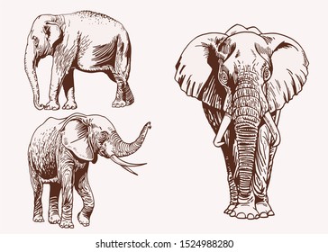 Vintage set of elephants, graphical vector illustration,savanna animal 