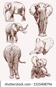 Vintage set of elephants, graphical vector illustration,savanna animal