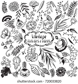 Vintage set of flowers and herbs. Hand drawn vector decoration collection, floral design elements.