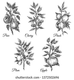 Vintage set of fruit branch. Plum, cherry, peach, pear and apple. Sketch. Engraving style. Vector illustration.