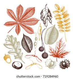 Vintage set of hand drawn leaves and seeds illustration. Vector autumn collection. Wedding invitation. 