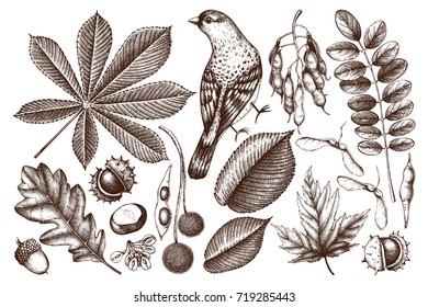 Vintage set of hand drawn leaves and seeds illustration. Vector autumn collection with bird. Wedding invitation. 