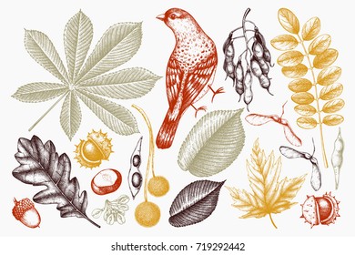 Vintage set of hand drawn leaves and seeds illustration. Vector autumn collection with bird. Wedding invitation. Outlines.