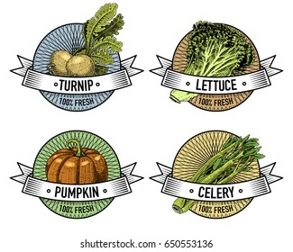Vintage set of labels, emblems or logo for vegetarian food, vegetables hand drawn or engraved. Retro farm american style